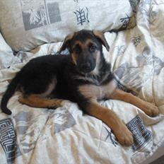 Schæferhund R.I.P.Kiba