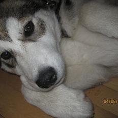 Alaskan malamute Idun 