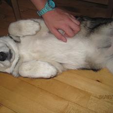 Alaskan malamute Idun 