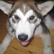 Alaskan malamute Idun 
