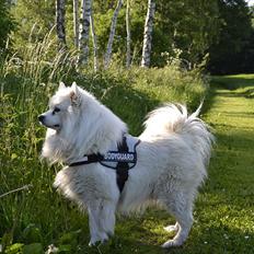 Samojedhund Vaks <3