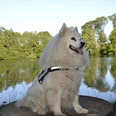 Samojedhund Vaks <3