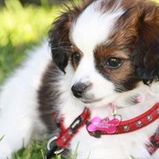 Phalene BisselineBaltic