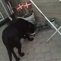 Labrador retriever Simba