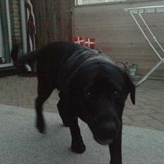 Labrador retriever Simba