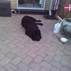 Labrador retriever Simba