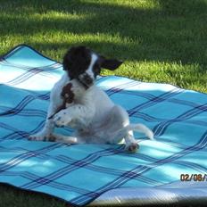 Engelsk springer spaniel Monty (FT)