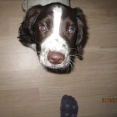 Engelsk springer spaniel Monty (FT)
