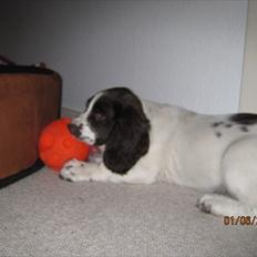 Engelsk springer spaniel Monty (FT)