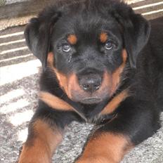 Rottweiler Amarni