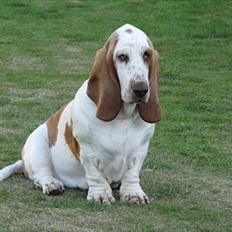 Basset hound Chelsea Pressburger Burger/Joy