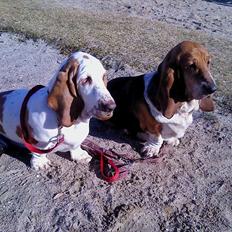 Basset hound Chelsea Pressburger Burger/Joy