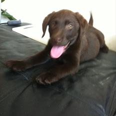 Labrador retriever Tyson