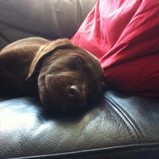 Labrador retriever Tyson