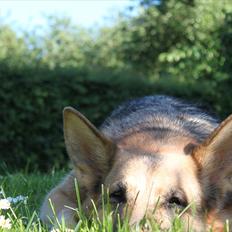 Schæferhund Tessa | Tuttermulen. <3