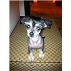 Blanding af racer Elliot