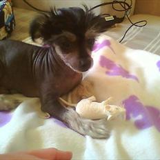 Blanding af racer Elliot