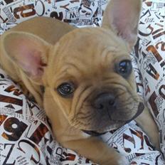 Fransk bulldog Albert