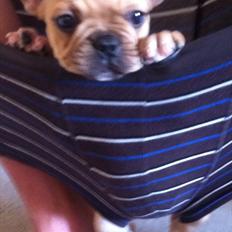 Fransk bulldog Albert