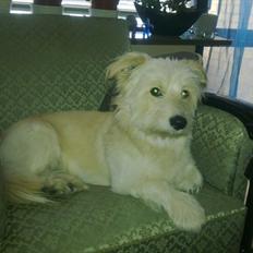 Blanding af racer Knut