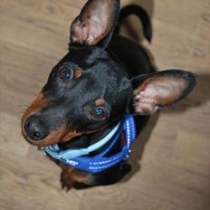 Dvaergpinscher Bevi Zakie