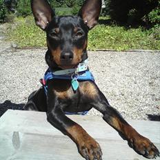 Dvaergpinscher Bevi Zakie