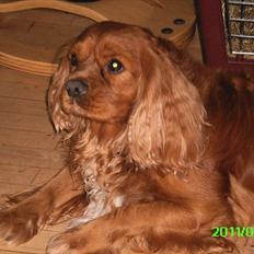 Cavalier king charles spaniel Charley
