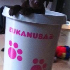 Labrador retriever Tyson