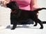 Flat coated retriever Zoey - Se, så fint jeg kan stå