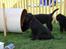 Flat coated retriever Zoey - her er jeg også, mens jeg stadig var sammen med mine søskende. Jeg er hende den nuttede med orange halsbånd