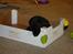 Flat coated retriever Zoey - uhm...