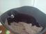 Blanding af racer Troja ( Trutte )