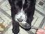 Blanding af racer Troja ( Trutte )