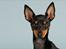 Engelsk toy terrier Gipsy  - Hey der ude :) 