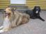 Blanding af racer Tess - Elvis og Tess - de er bedste venner.. Elvis er den eneste hanhund der må snuse hende bagi. 
Taget d. 20/5-11