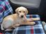 Labrador retriever Doozy