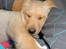 Labrador retriever Doozy