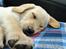 Labrador retriever Doozy