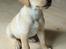 Labrador retriever Doozy