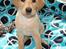 Labrador retriever Doozy
