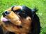 Cavalier king charles spaniel Hannibal