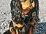 Cavalier king charles spaniel Hannibal