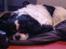 Cavalier king charles spaniel Bamse
