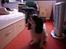 Cavalier king charles spaniel Bamse