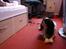 Cavalier king charles spaniel Bamse