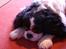 Cavalier king charles spaniel Bamse