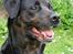Blanding af racer R.I.P. Tiger <3 - Maj 2011 NYT