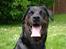 Blanding af racer R.I.P. Tiger <3 - Tiger 8 år. Ældes med ynde ;)