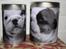 Engelsk bulldog Hertha. R.I.P 26-06-2012