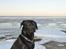 Labrador retriever Buster